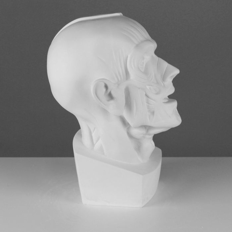 фото Гипсовая фигура голова мюнхенская (анатомическая)