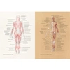 фотография Ости р. основы анатомии человека. наглядное руководство для художников