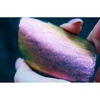 изображение Краска акварельная tintura кювета, горный мед