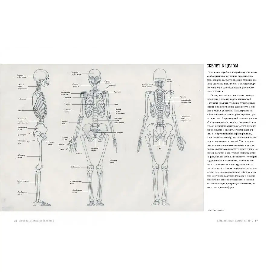 изображение Ости р. основы анатомии человека. наглядное руководство для художников