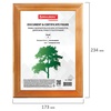 изображение Рамка 15х20 см, дерево, багет 18 мм, brauberg "hit", канадская сосна, стекло, подставка