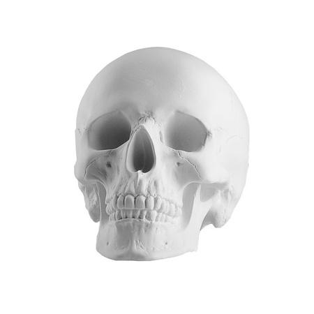 фото Гипсовое учебное пособие экорше в форме анатомического черепа, размер14.5х22х16,5 см