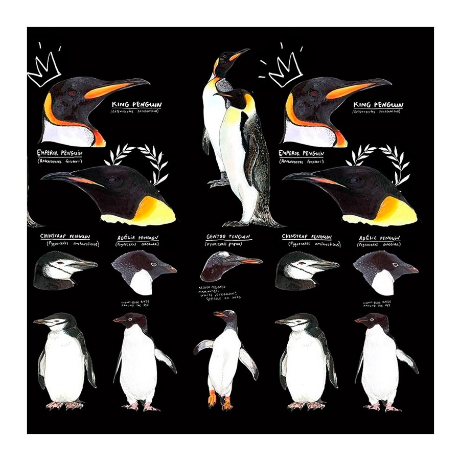 фотография Скетчбук maxgoodz classic fox and owl black a5, 32 листа, 120 г/м2, пингвины