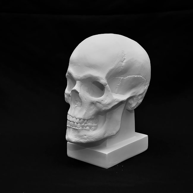 Гипсовая фигура Малевичъ, череп анатомический
